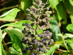 Cornutia pubescens