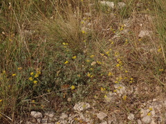 Bupleurum veronense