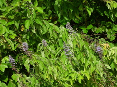 Cornutia pubescens