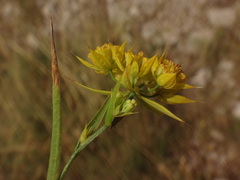 Bupleurum veronense