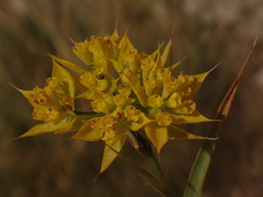 Bupleurum veronense
