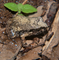 Arthroleptis stenodactylus