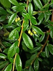 Cotoneaster salicifolius