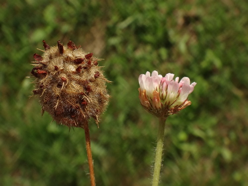 ďatelina jahodovitá (Trifolium fragiferum)