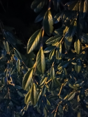 Cotoneaster salicifolius