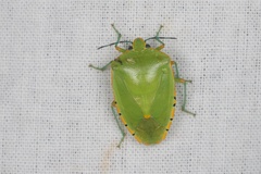 Chinavia marginata