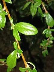 Cotoneaster salicifolius