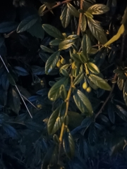 Cotoneaster salicifolius