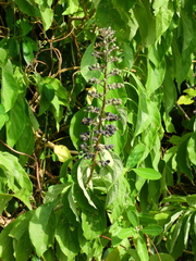Cornutia pubescens