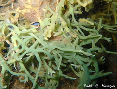 Halichondria bowerbanki