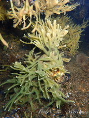 Halichondria bowerbanki