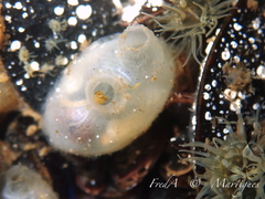 Molgula manhattensis