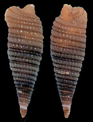 Cautotriphora pavimenta