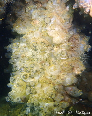 Molgula manhattensis