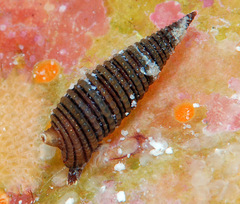 Cautotriphora pavimenta