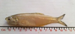 Anchoa nasus