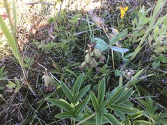 Epipactis palustris