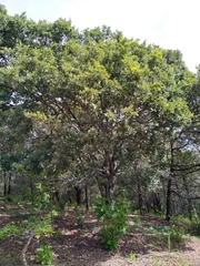 Quercus glaucoides