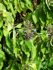 Cornutia pubescens