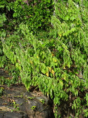 Cornutia pubescens