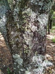 Quercus glaucoides