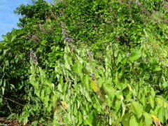 Cornutia pubescens