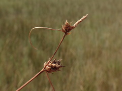Carex extensa