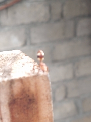 Cephalotes umbraculatus