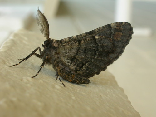 Pholodes sinistraria