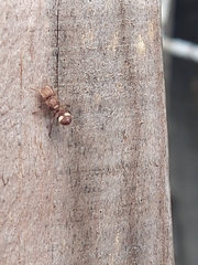 Cephalotes umbraculatus