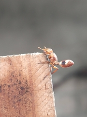 Cephalotes umbraculatus