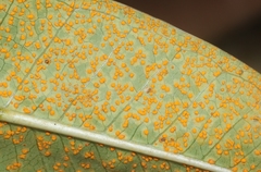 Coleosporium plumeriae