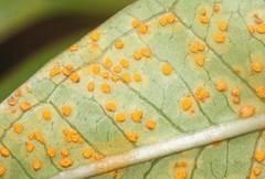 Coleosporium plumeriae