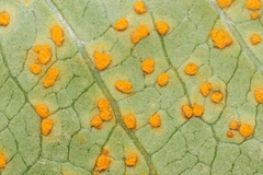 Coleosporium plumeriae