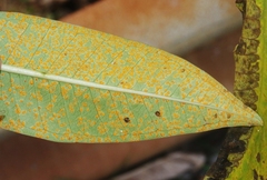 Coleosporium plumeriae