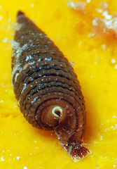 Cautotriphora pavimenta