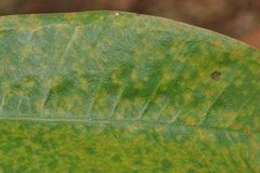 Coleosporium plumeriae