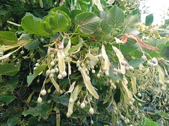 Tilia