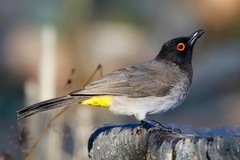 Pycnonotus nigricans