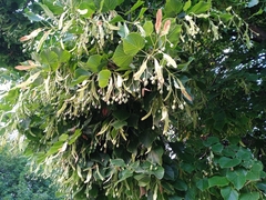 Tilia