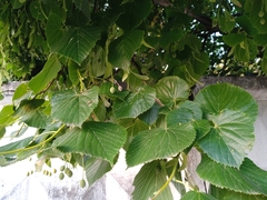 Tilia