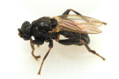 Mesosphaerocera annulicornis