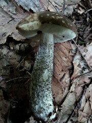 Leccinum snellii
