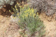 Castilleja flava flava