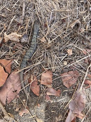 Elgaria multicarinata