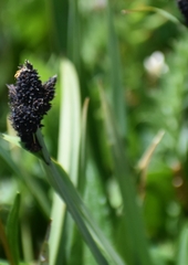 Carex atrata