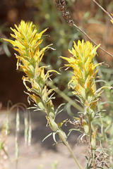 Castilleja flava flava
