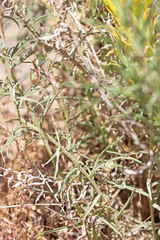 Castilleja flava flava