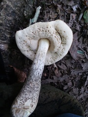 Leccinum snellii