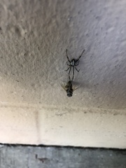 Latrodectus hesperus